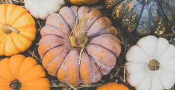 A vibrant assortment of pumpkins in different colors and shapes displayed on straw. Perfect for autumn themes.