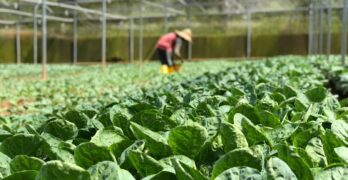Vibrant green lettuce growing in a greenhouse with a farmer tending to the crops.