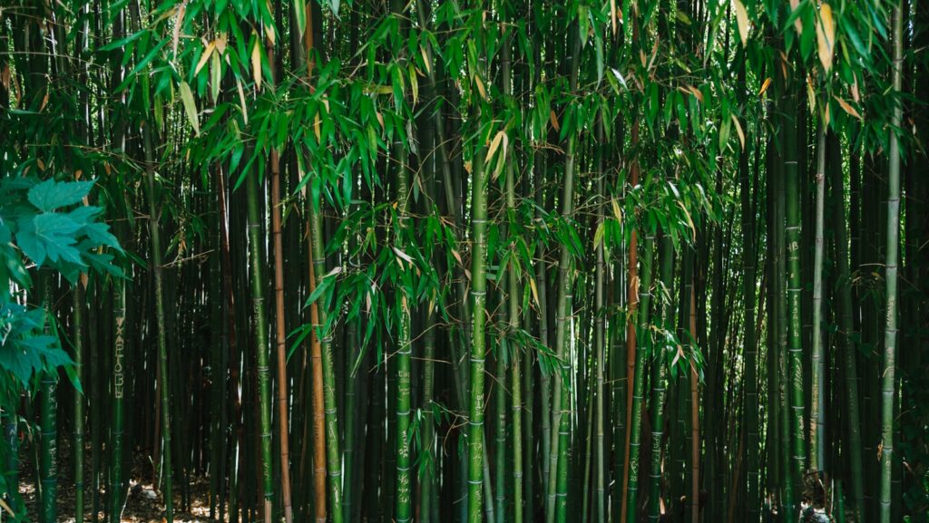 a bamboo forest with lots of green leaves