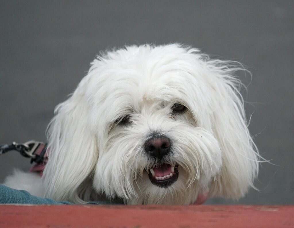 dog, pet, animal, sweet, the coton de tulear, dog of madagascar, white