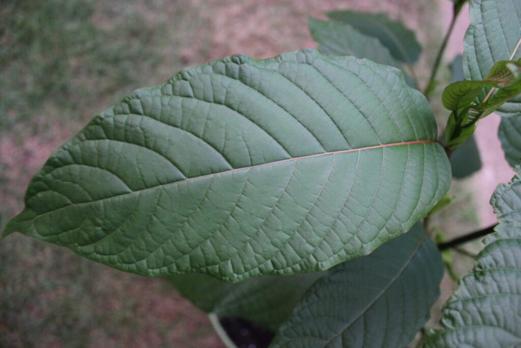 Kratom