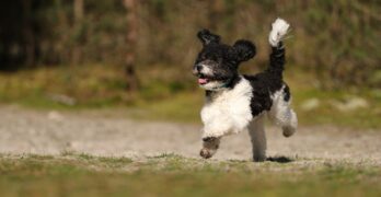 dog, poodle, miniature poodle, pet, nature, domestic animal, cute, animal