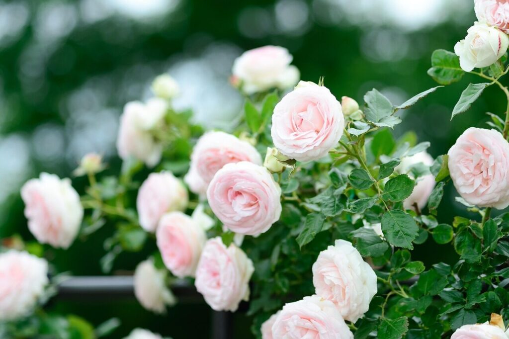 roses, bush, pink roses, flowers, bloom, blossom, rose bush, rose bloom, rose petals, flower wallpaper, beautiful flowers, flora, flower background, nature, plants, flowering plants, garden