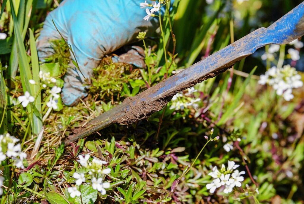 gardening, garden, weed, pluck, nature, weeding, ornamental garden, garden tool, shovel, deep-seated, root, remove, spring