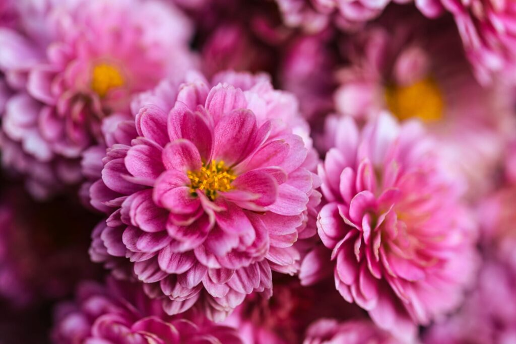 Beautiful close-up of pink chrysanthemums in full bloom, perfect for floral-themed design.