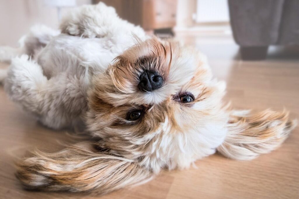 dog, pet, canine, animal, lying, fur, nature, snout, mammal, dog portrait, animal world, shih tzu, cute, cutie, resting, belly