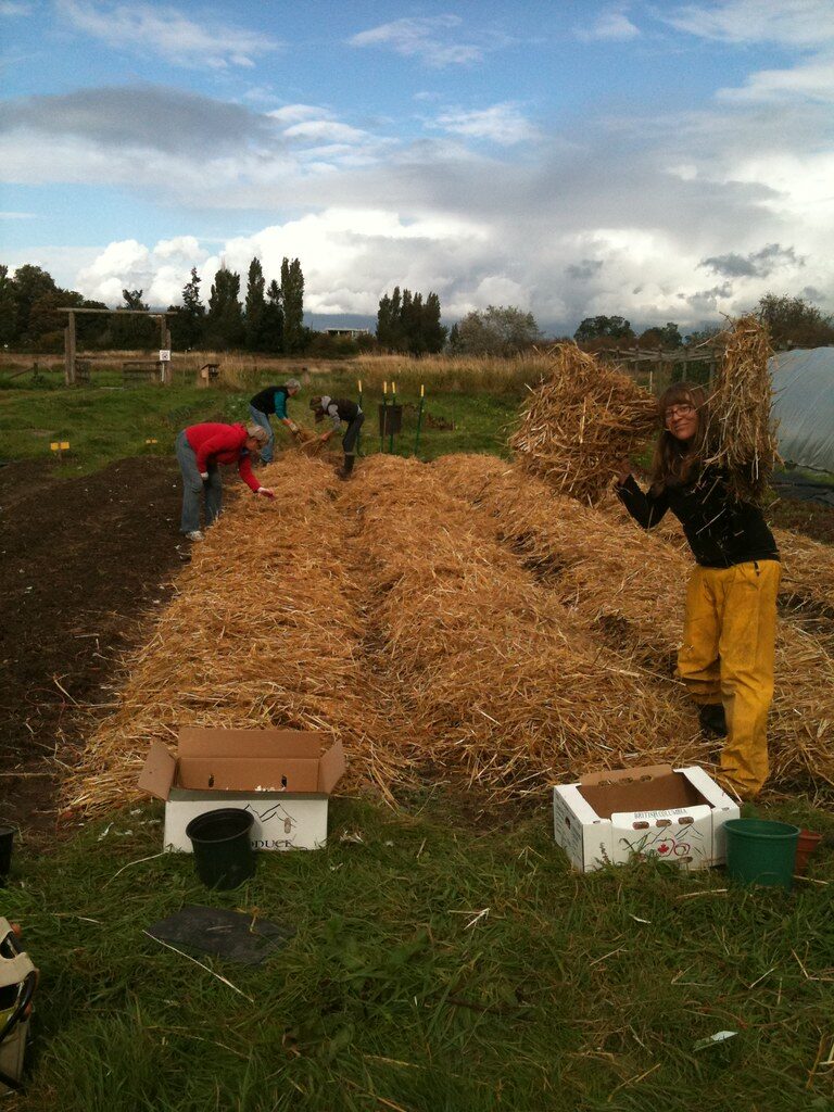 Planting garlic