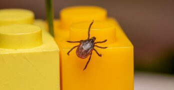 A tick rests on bright yellow building blocks.