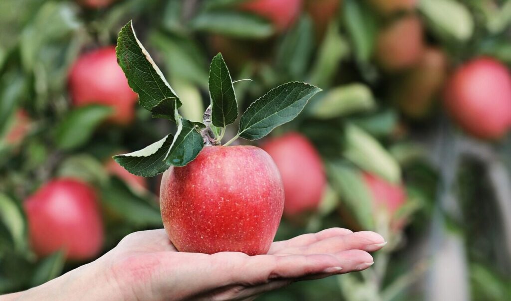 apple, red, hand, apple plantation, yummy, fruit, vitamins, fresh, nature, healthy, ripe, pome fruit family, orchards, trees, fruit trees, fall, harvest, harvested, give, proffering, to hand over, apple harvest, present, keep, show, offer, apple, apple, apple, apple, apple