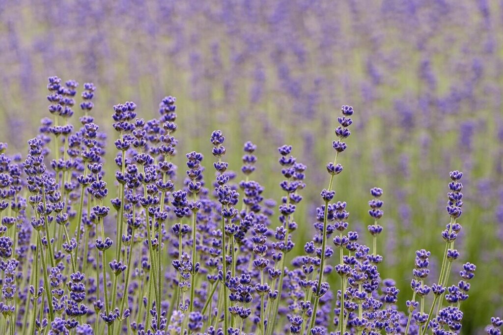 lavender, flowers, plant, flower wallpaper, fragrance, petals, bloom, blossoms, garden, beautiful flowers, field, flower background, park, nature