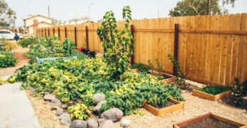 green plants near brown wooden fence during daytime
