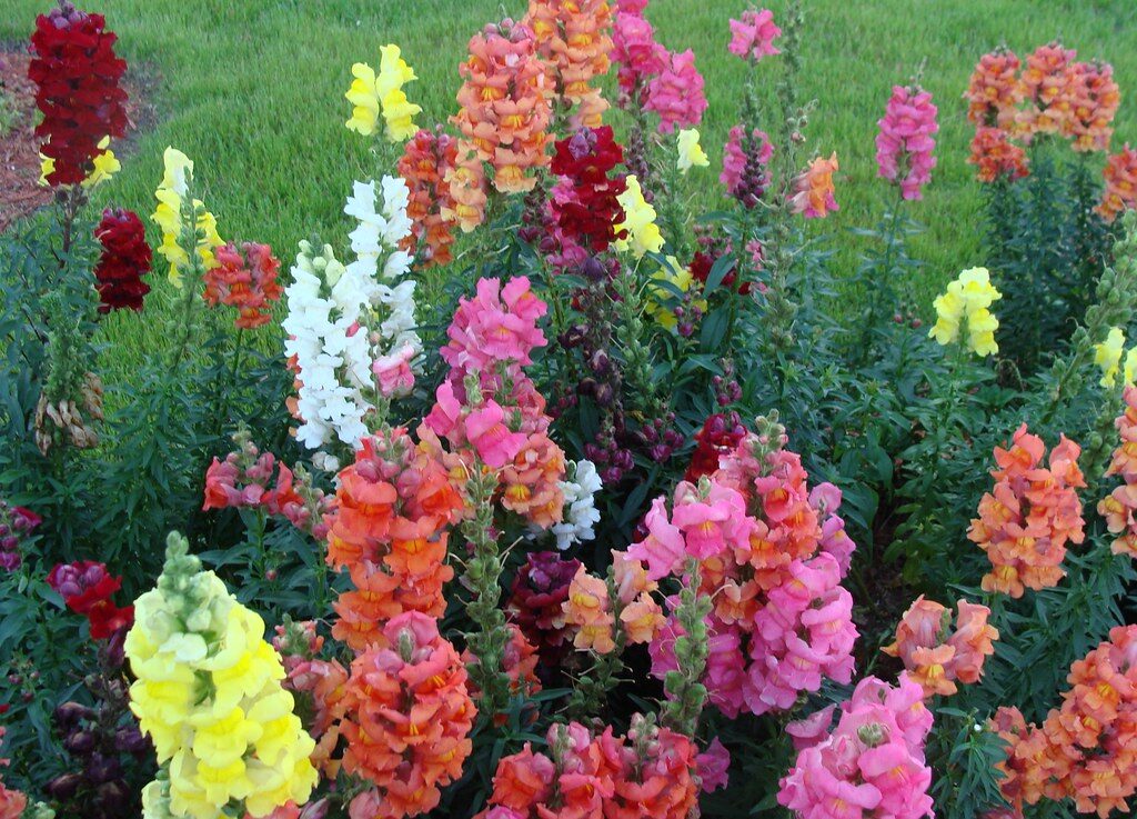 Snapdragons in front of Cracker Barrel, North Charleston
