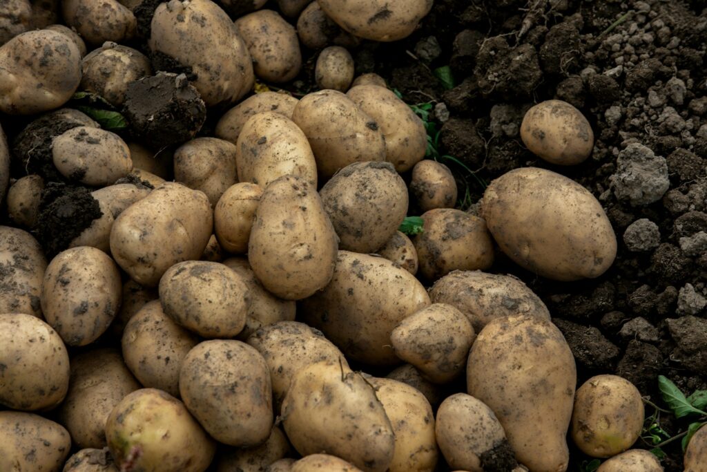 A pile of potatoes sitting next to a pile of dirt