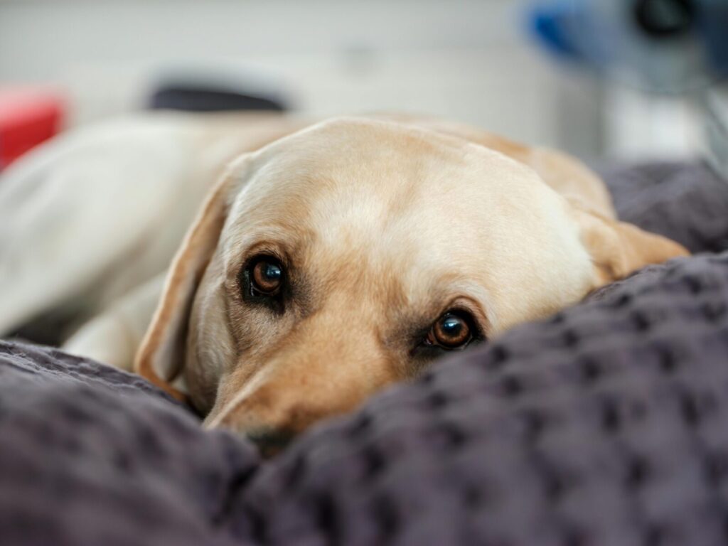 Labrador Retriever with gentle eyes resting on a soft pillow indoors.