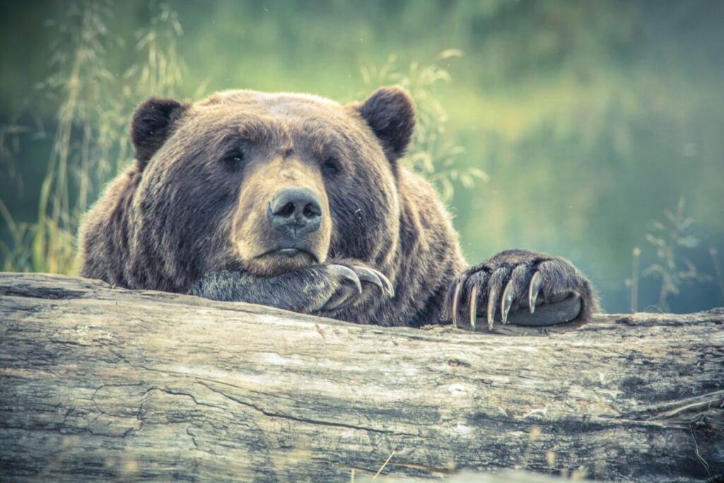 A serene grizzly bear rests on a wooden log amidst lush greenery, showcasing its powerful claws and warm brown fur.