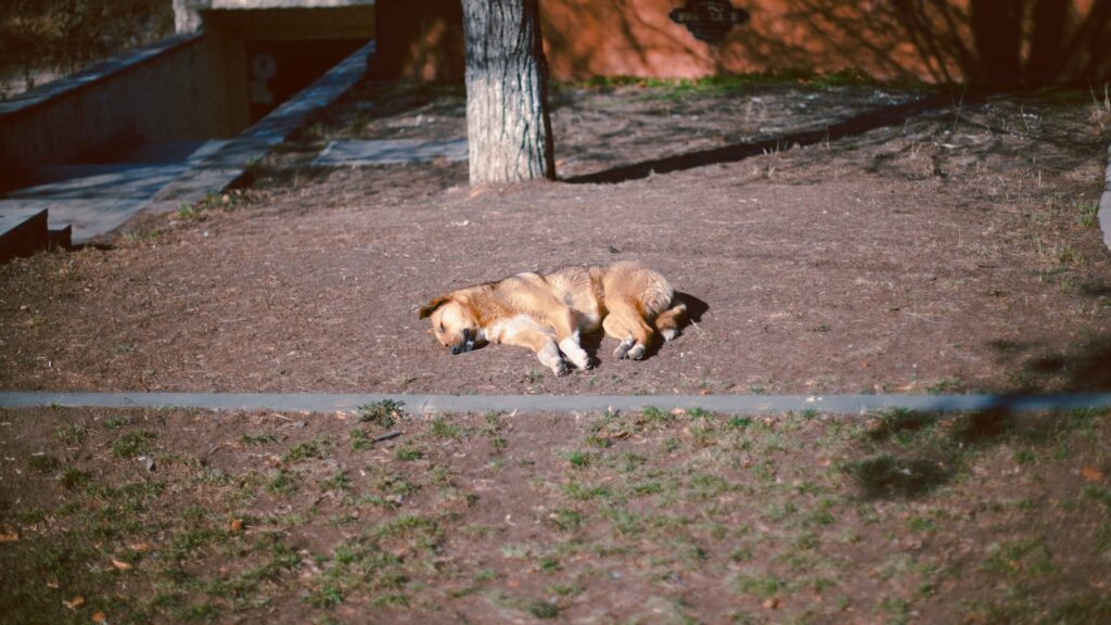 a brown dog laying on top of a dirt field