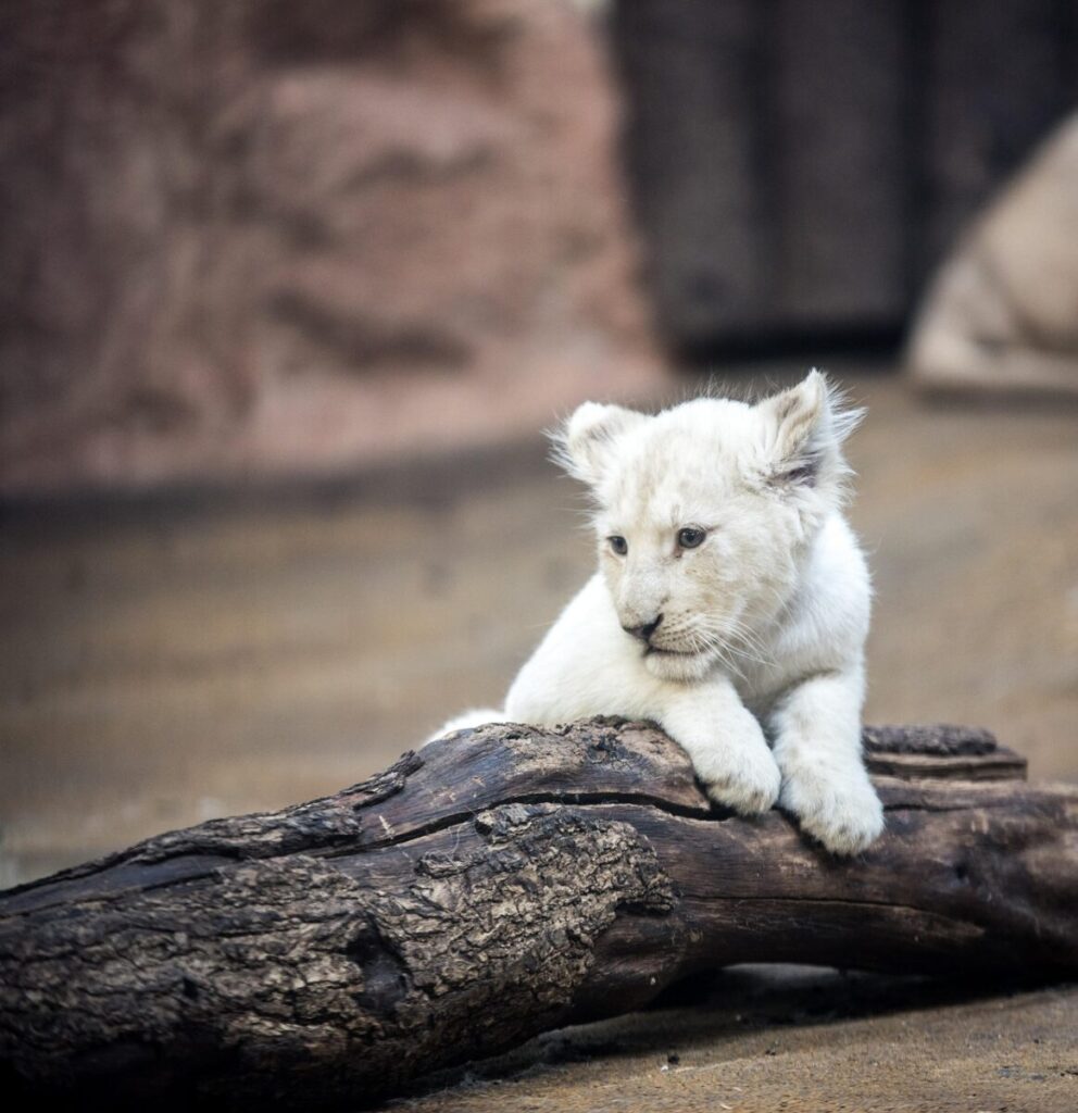 lion, white lion, big cat, mane, eyes, nature, wallpapper, animal, predator, rare, animal portrait, cat, female, lion cub, pet, graceful, lovely
