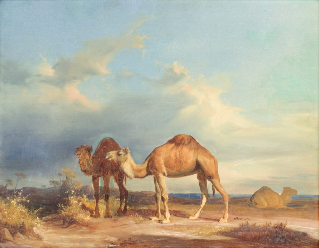 Camelops