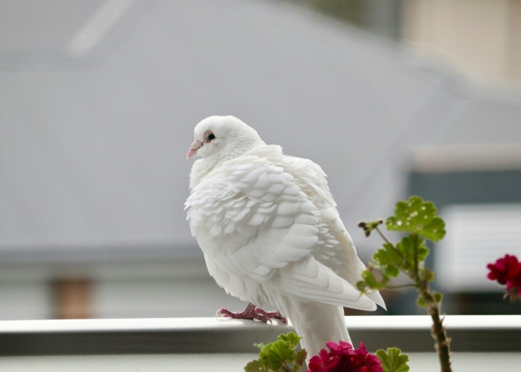 a white bird on a railing
