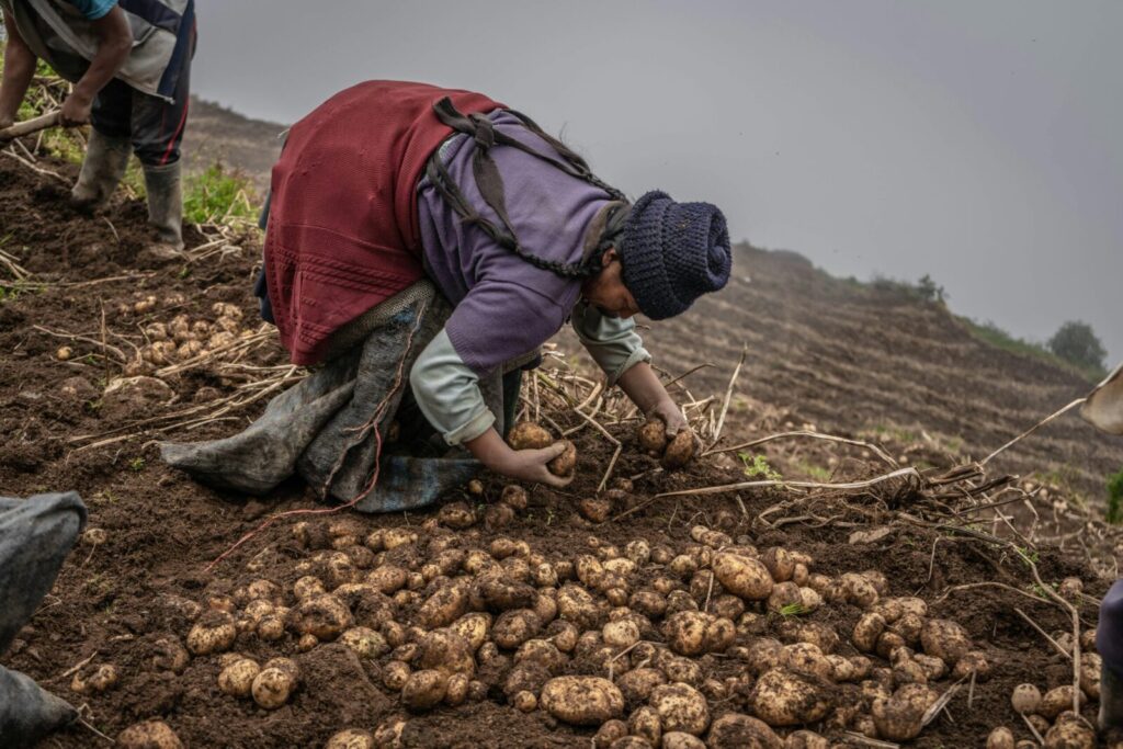 A farmer harvesting potatoes in rural Peru, showcasing traditional farming methods.