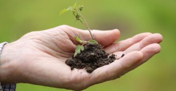 planting, transplanting, cherry tomato, spring, season, nature, plant, garden, plant, plant, plant, plant, plant