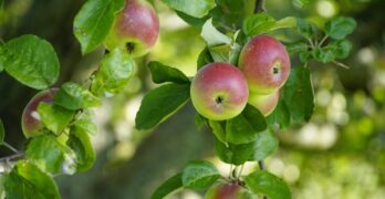 apples, apple tree, ripe apples, autumn, fall, organic, seasonal, apples, apples, apples, apples, apples, apple tree, apple tree, apple tree, apple tree, organic, organic, organic, organic