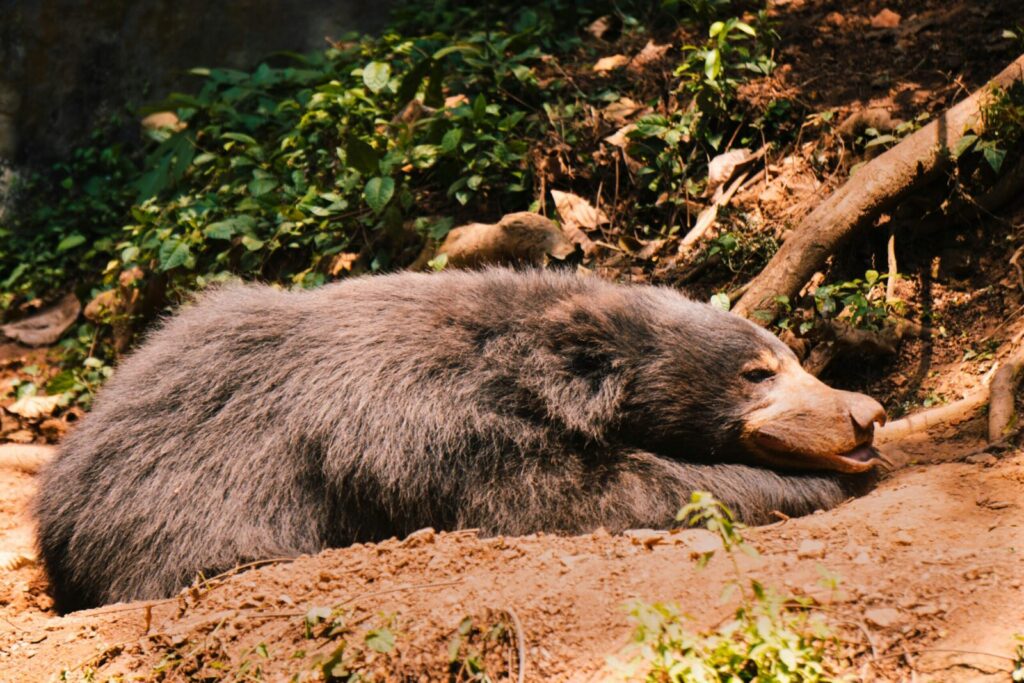 A sloth bear lying in a sunny forest, blending with the natural environment.