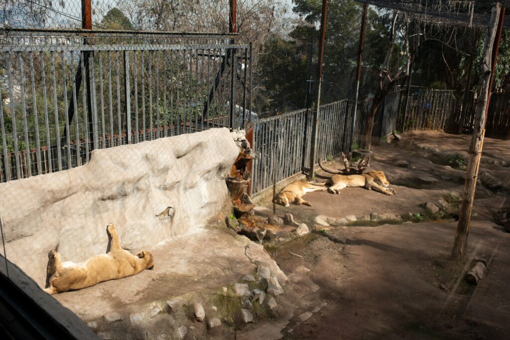 a couple of lions laying on top of a stone wall
