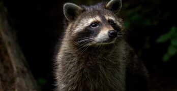 raccoon, animal, nature, mammal, furry, animal world, wildlife park, wild animal, zoo, forest animals, wild, forest, raccoon, raccoon, raccoon, raccoon, raccoon