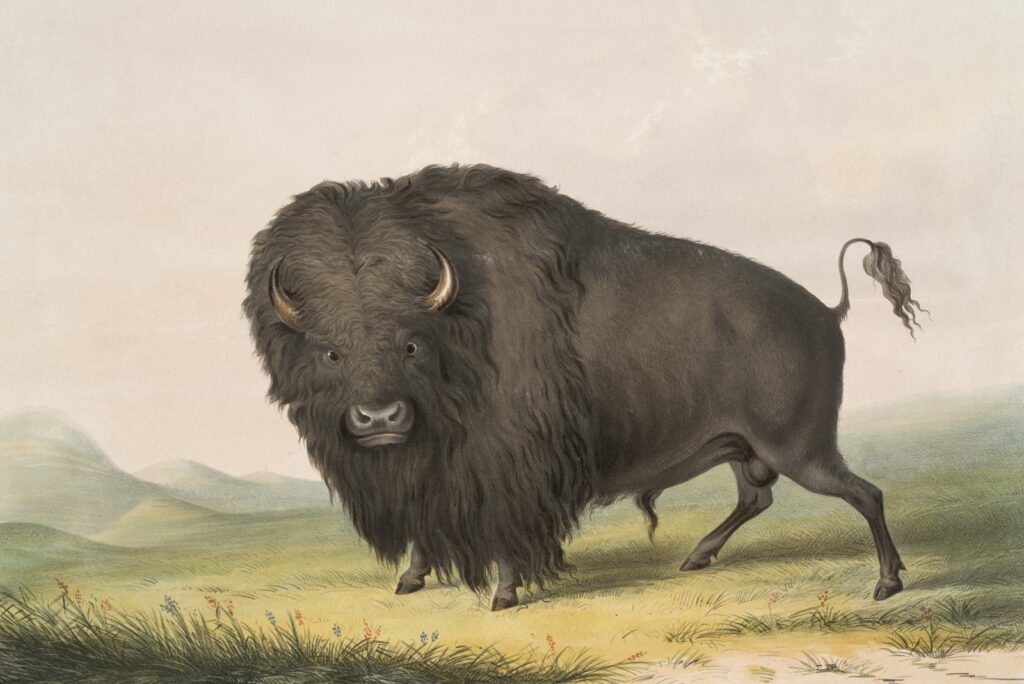Ancient Bison