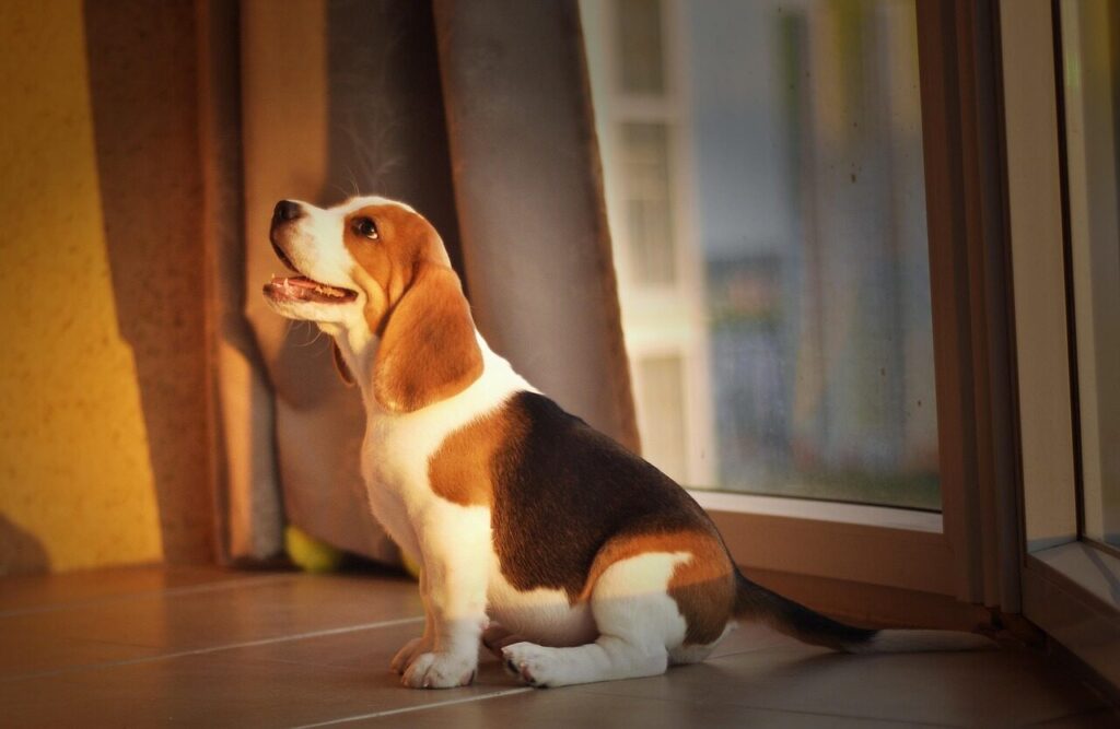 beagle, puppy, dog, cute, animal, pet, home, good
