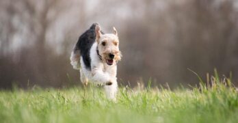 dog, pet, terrier, canine, animal, fur, snout, mammal, dog portrait, animal world, grass, nature, running, dog, dog, dog, dog, dog, terrier, terrier, running, running