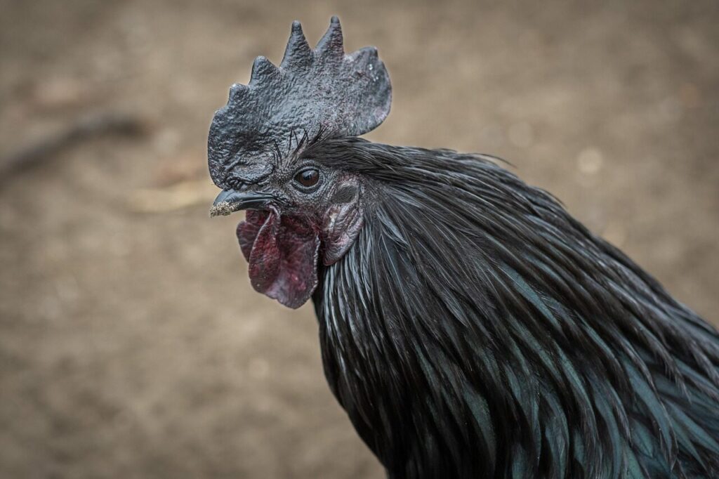 chicken, ayam cemani, rooster, indonesia, nature, animal, poultry, farm animal, chicken, ayam cemani, ayam cemani, ayam cemani, ayam cemani, ayam cemani, indonesia