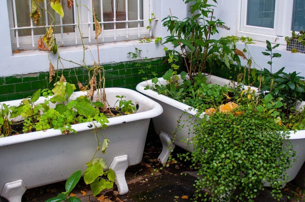 bathtub, plants, garden, tub, nature, botany, bathtub, bathtub, bathtub, tub, tub, tub, tub, tub