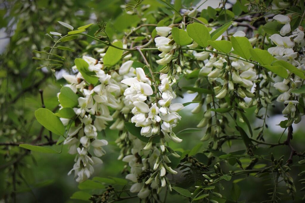 black locust flowers, black locust blossoms, black locust, robinia pseudoacacia, white flowers, forest, nature, black locust, black locust, black locust, black locust, black locust, robinia pseudoacacia