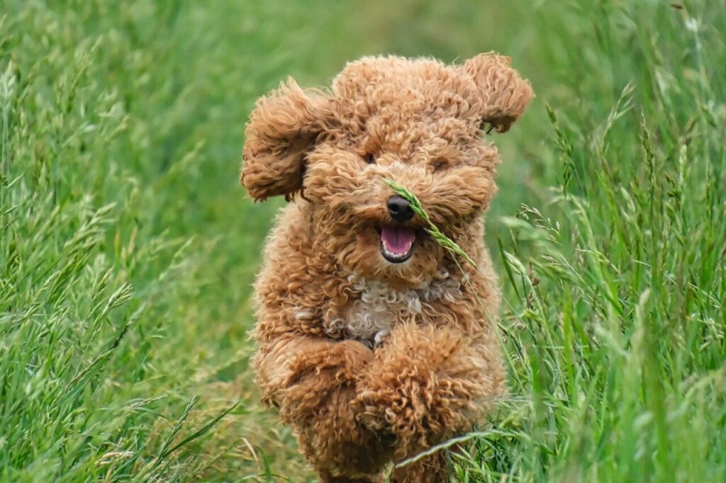 dog, poodle, animal, pet, nature, grass, domestic animal, meadow, running