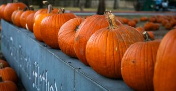 A row of pumpkins sitting on top of a metal fence