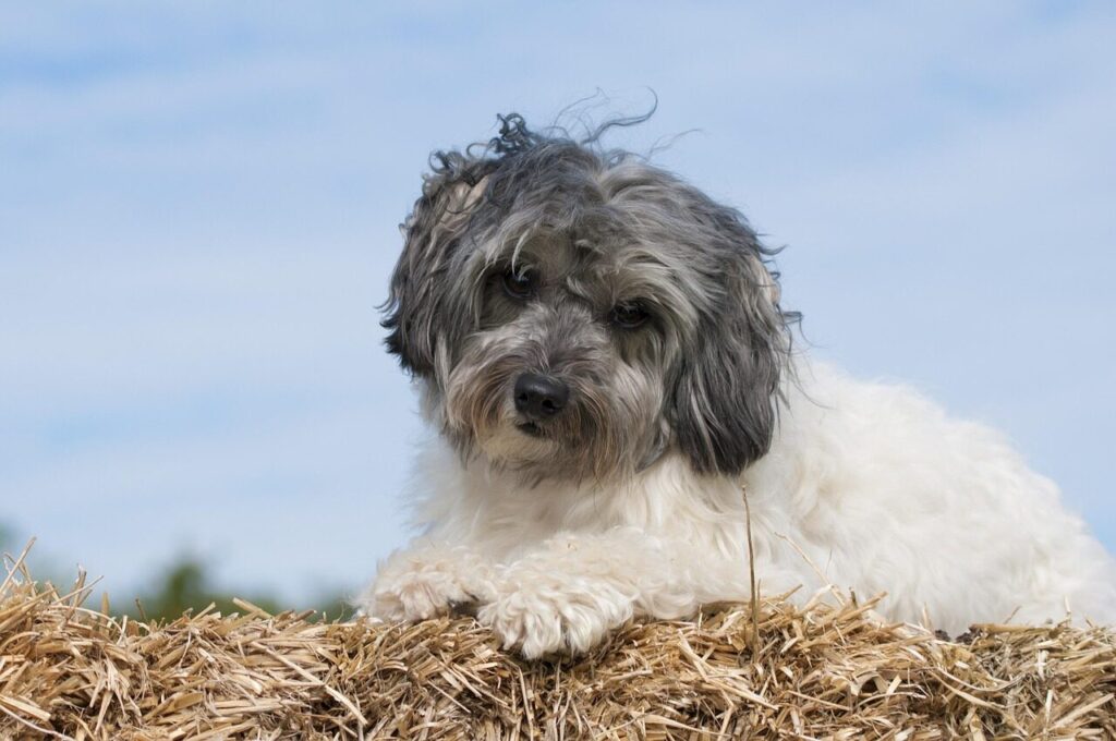 dog, lowchen, animal, pet, laugh, straw, the dog breed