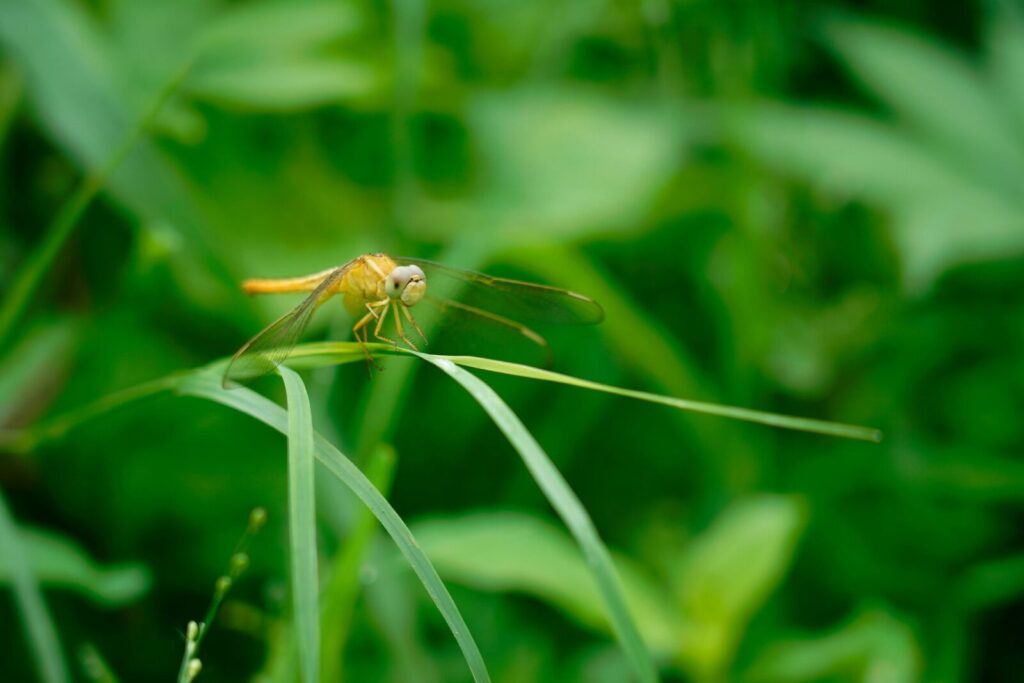 Close-up of a yellow dragonfly perched on a green leaf, showcasing intricate wing and body details.