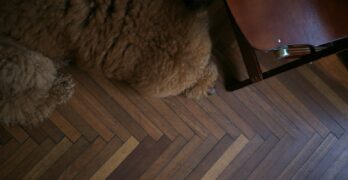 a dog laying on the floor next to a chair