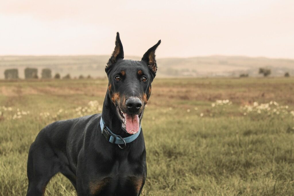 doberman, pinscher, pet, dog, domestic animal, field, meadow, summer, green, tongue, nature, landscape, cute, grass, animal, fur, female dog, black