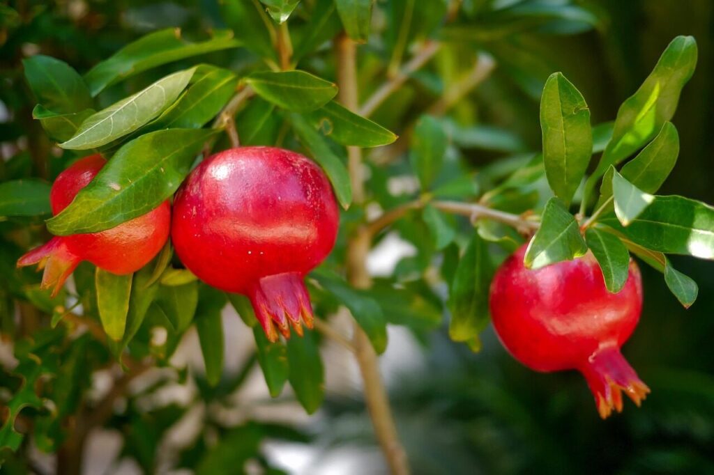 fruit, leaf, food, tree, nature, garden, pomegranate, plant, red, pomegranate, pomegranate, pomegranate, pomegranate, pomegranate