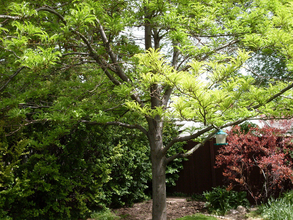 Tree