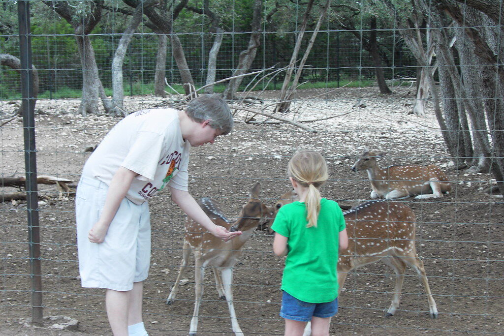 Feeding Deer