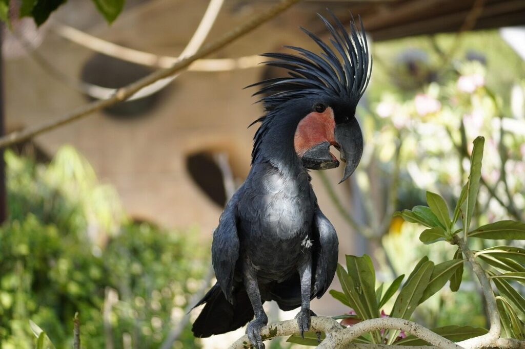 palm cockatoo, bird, animal, great black cockatoo, goliath cockatoo, parrot, wildlife, plumage, comb, beak, feathers, branch, perched, ornithology, birdwatching, nature, zoo, closeup