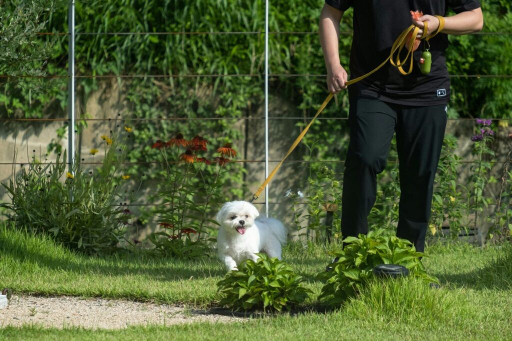 A Maltese dog enjoying a leashed walk in a vibrant garden with greenery and flowers.