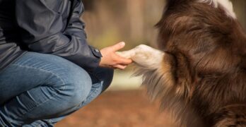 dog, pet, owner, human, nature, friendship, australian shepherd, animal, domestic dog, canine, mammal