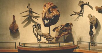 a museum display of various types of dinosaurs