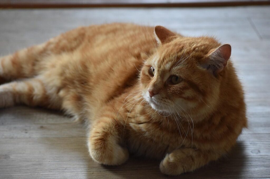 cat, pet, ginger, striped, animal, lies, views, the owner