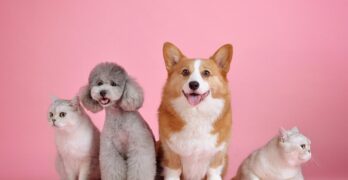 pets, cat, pet, dog, animals, mammals, animal, canine, nature, feline, friends
